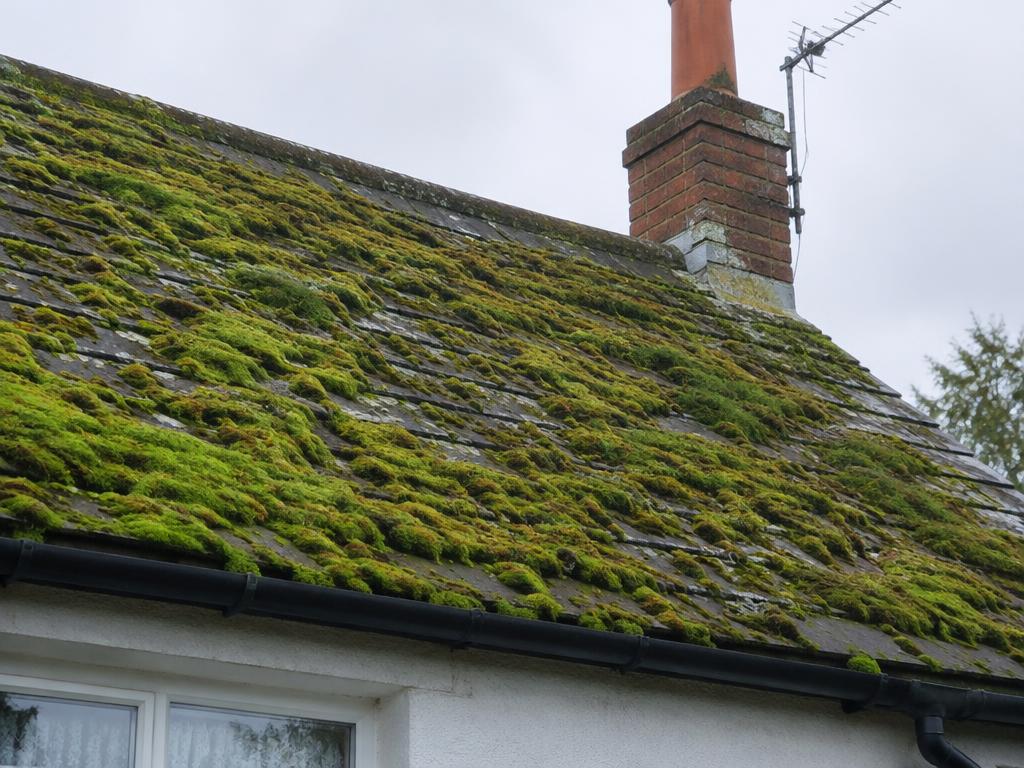 Roof moss removal, before